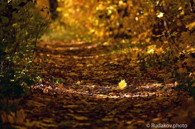 На ковре из желтых листьев